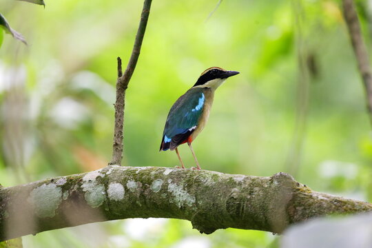 Rare Fairy Pitta (Pitta nympha) perched on tree branch, endangered migratory bird with colorful feathers, authentic wildlife photography.