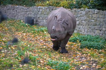 Indian Rhinoceros Walking in Nature