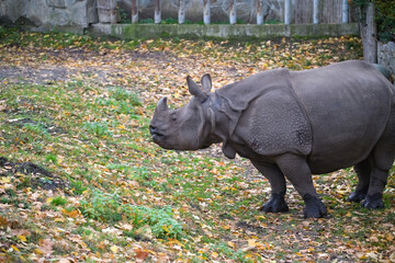 Indian Rhinoceros in Autumn Setting