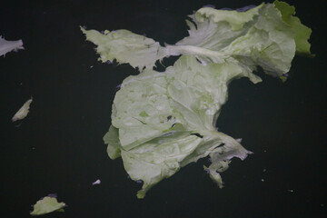 Fresh Lettuce Floating in Water