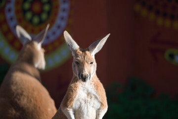 Red Kangaroo Standing in the Sun
