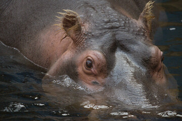Close-Up of a Nile Hippopotamus in Water