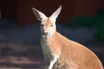 Red Kangaroo Sitting in the Sun