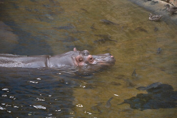 Nile Hippopotamus Swimming Calmly