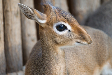 Close Up of Kirk's Dik Dik Animal