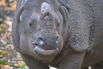Close-Up of Indian Rhinoceros Face