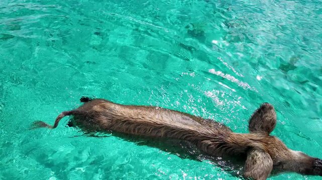 Pigs Beach In Exuma Nassau Bahamas. Scenic Wild Marine Animals Swimming In The Sea. Shore Horizon Beach Sea. Shore Scenic Coastline. Exuma Nassau.