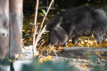 Peccary foraging among autumn leaves