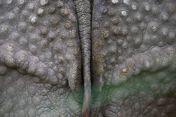 Close-Up of Rhinoceros Tail Texture