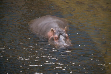Nile Hippopotamus Swimming in Water