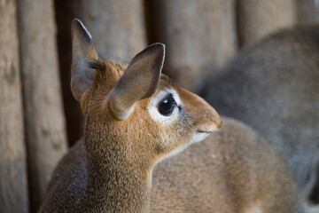 Close-Up of Kirk's Dik Dik Animal
