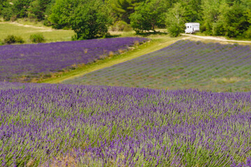 Lavender field and caravan camping in distance, Provence France