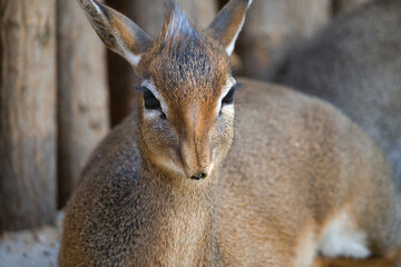 Close-up of Kirk's Dik Dik Animal