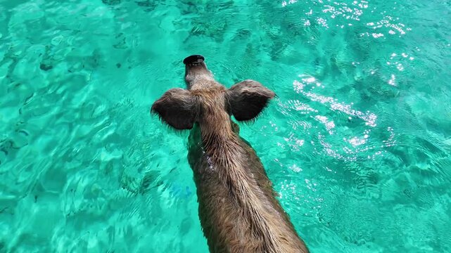Pig Beach In Exuma Black Point Bahamas. Scenic Wild Marine Animals Swimming In The Sea. Coast Sky Clouds Seaside Summertime. Outdoor Seaside Scenic Coastline. Exuma Black Point.