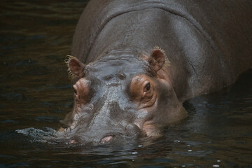 Hippopotamus Swimming in the Water