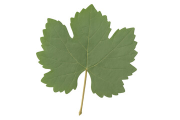 Fototapeta premium Fresh green grape leaf with detailed veins, a symbol of viticulture, wine, and healthy growing foliage on transparent background