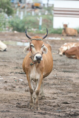 Cows in the cattle shed