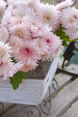 pink carnation flowers