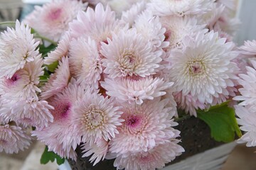 pink chrysanthemum flowers