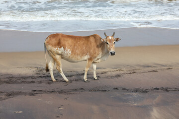 cow on the beach and resting