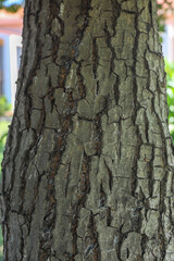 bark of a neem tree in garden