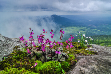 Landscape of Phu Luang wildlife sanctuary,  Loei province, ThaiLand.