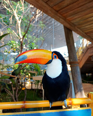 Obraz premium Toco toucan bird is sitting on a branch and looking at camera