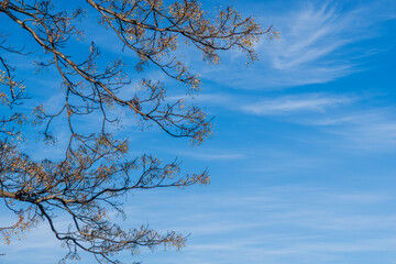 冬の空とセンダンの木05
