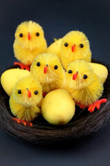 Yellow fluffy baby chicks for Easter cake decorations ready for easter against a dark background.