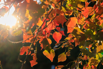 秋の公園の朝陽を浴びた木の美しい紅葉