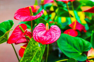 Close-up view of blooming anthurium with bright red waxy flowers and green leaves. Sweden.