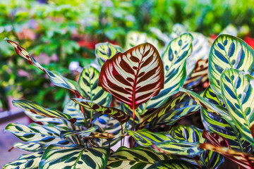 Close up view of Goeppertia makoyana with colorful patterned leaves and tropical foliage on natural background. Sweden.