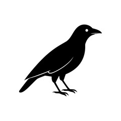 Fototapeta premium A crow icon bold outline vector illustration design