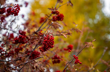 Red rowan berries on branch with autumn foliage background