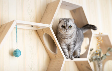 Inquisitive young gray scottish fold cat sitting on wall mounted wooden shelf, watching around curiously