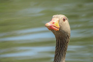 Greylag Goose Head with Water Droplets on Blurred Green Pond Close Up with copy space
