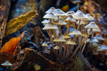A beautiful group of Mycena inclinata (Mycena inclinata)