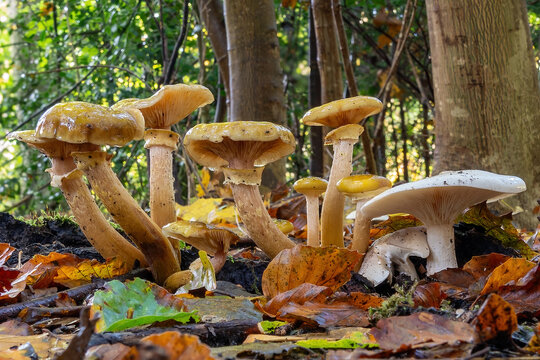 A Cloud Fungus (Clitocybe nebularis) with a group of Honey Fungi (Armillaria mellea) next to it