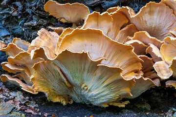 A huge Sulphur Fungus (Laetiporus sulphureus) on a dead tree trunk