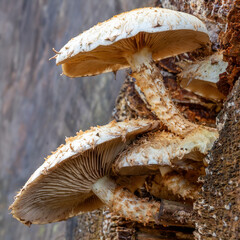 Some Scaly Bundle Fungi (Pholiiata squarrosa) on a tree trunk