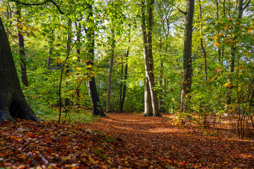 The De Horsten forest, Wassenaar, in beautiful autumn colours