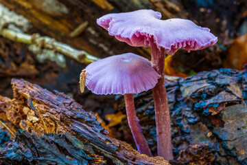 Two Amethyst Mushrooms (Laccaria amethystina) with a fly on the bark