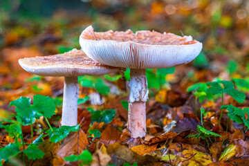 Two Pearl Amanitas (Amanita rubescens) in full glory