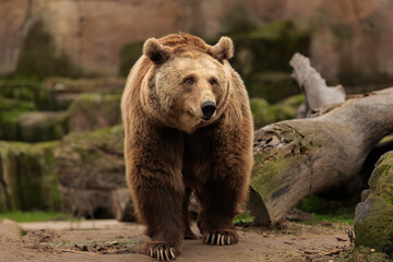 Brown Bear Walking in its Natural Habitat Among Logs and Moss