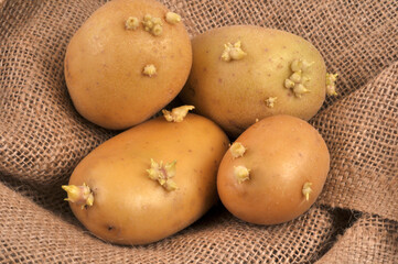 Pommes de terre germ&eacute;es en gros plan sur de la toile de jute