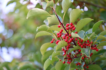 Red berries of the Round Leaf Holly, Ilex rotunda
