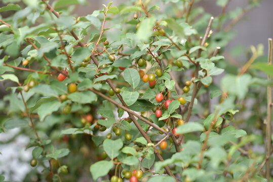 Fruit of silverberry, ripening on the branches
