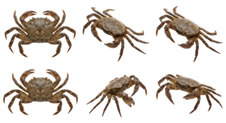 Six detailed illustrations of crabs displaying different perspectives on isolated transparent
