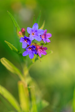 Woody gromwell (Lithodora fruticosa) in bloom, Mediterranean wild plant.