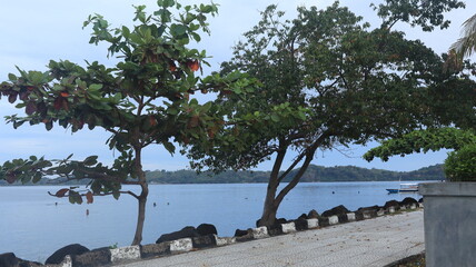 Sea view with green trees on the beach